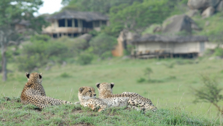 Lamai Camp Serengeti - Geparden vor dem Camp